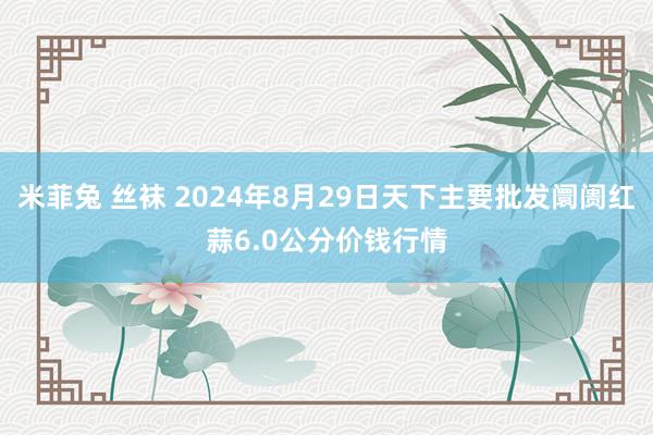 米菲兔 丝袜 2024年8月29日天下主要批发阛阓红蒜6.0公分价钱行情